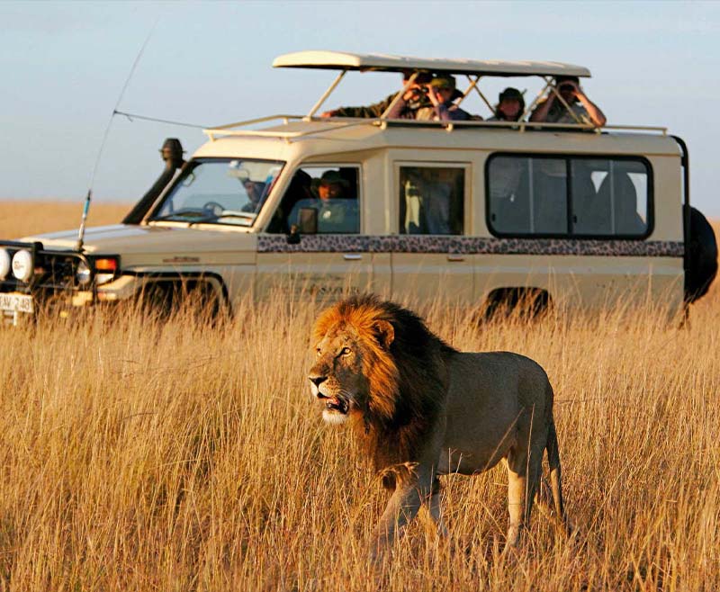 Safari package